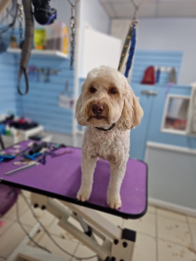 Photo associated with Groomer Has It
