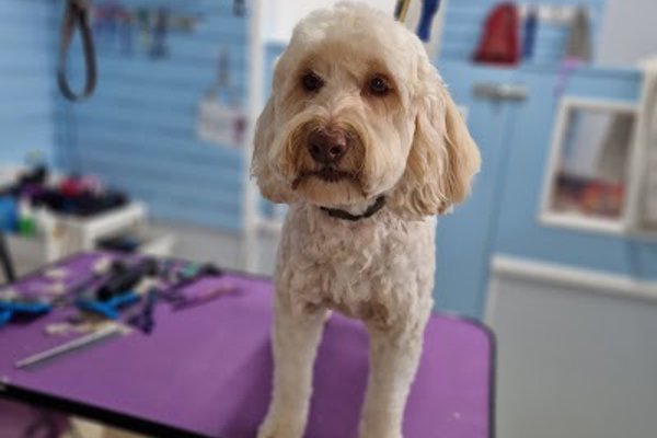Photo associated with Groomer Has It