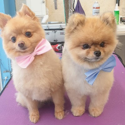 Photo associated with Groomer Has It