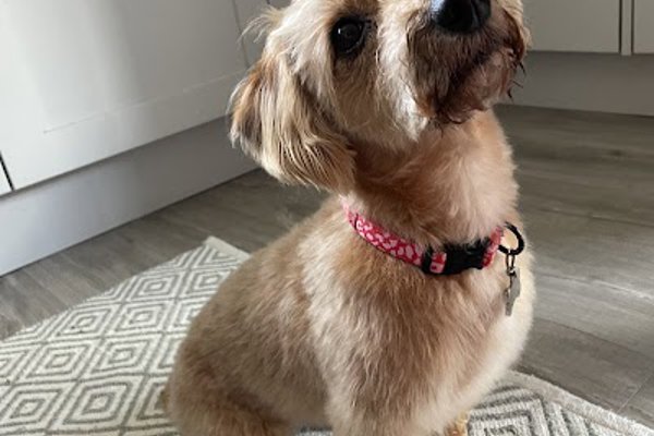 Photo associated with Koa Tails Dog Grooming & Boutique