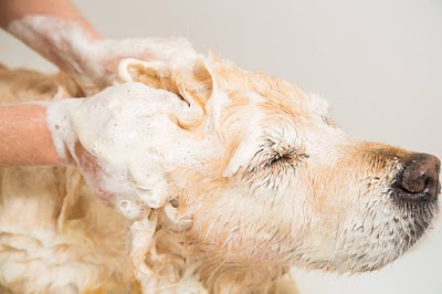 Photo associated with Koa Tails Dog Grooming & Boutique