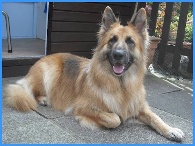 Photo associated with Dashing Dogs