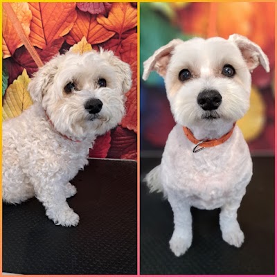 Photo associated with Somerset and Dorset Pet Services