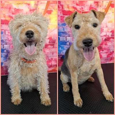 Photo associated with Somerset and Dorset Pet Services