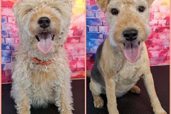 Photo associated with Somerset and Dorset Pet Services