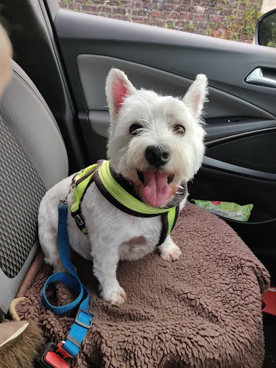 Photo associated with Absolute Dogs (Scotland) Ltd