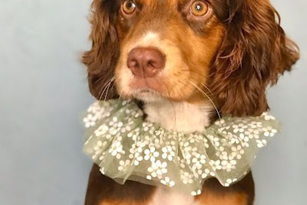 Photo associated with Grace's Grooms