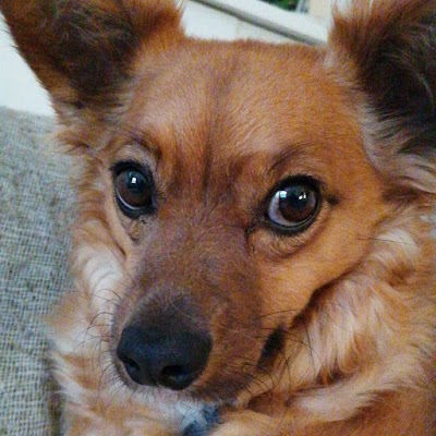 Photo associated with Simply Grooming