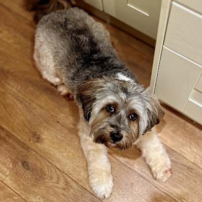 Photo associated with Wagnificent Dog Groomers