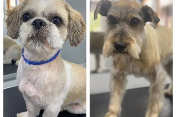 Photo associated with Glamorous Groomers