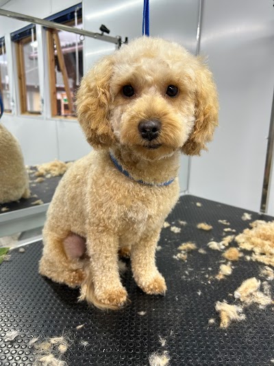 Photo associated with Glamorous Groomers