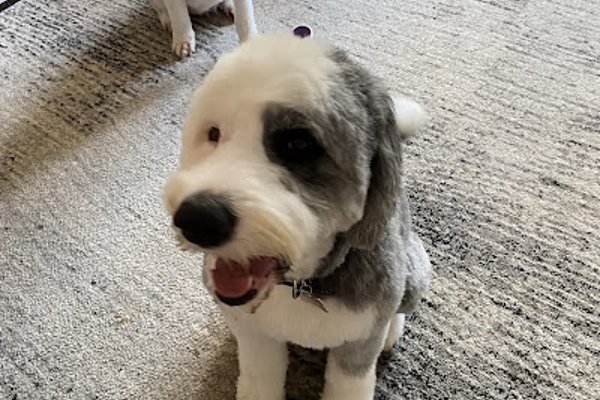 Photo associated with Furiends Dog Grooming