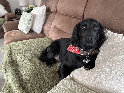 Photo associated with Furiends Dog Grooming