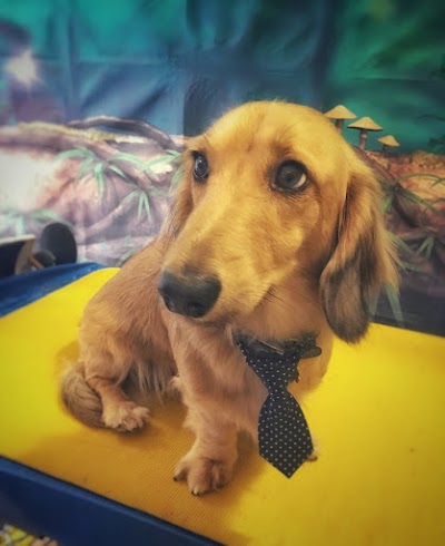 Photo associated with Dogcut