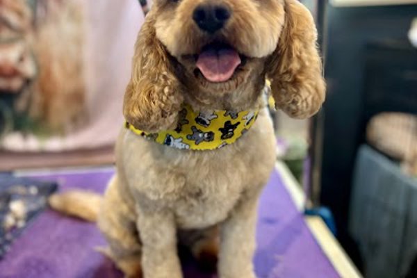 Photo associated with Dogcut