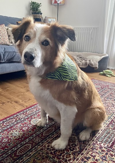 Photo associated with Dogcut