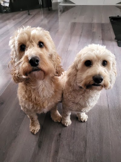 Photo associated with Hair of The Dog Grooming
