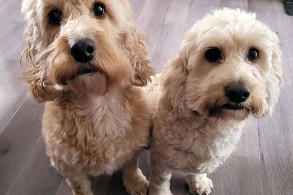 Photo associated with Hair of The Dog Grooming