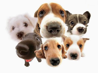 Photo associated with Mutt Hut Dog Groomers