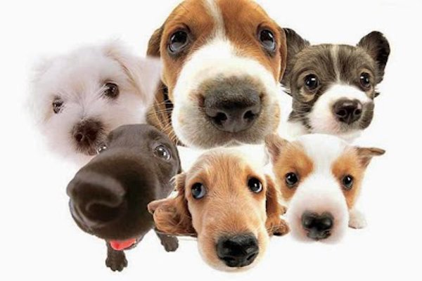 Photo associated with Mutt Hut Dog Groomers