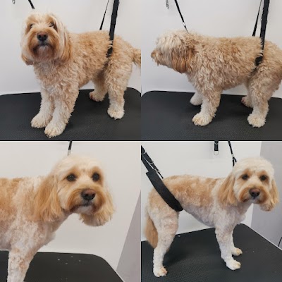 Photo associated with Dirtydogpetgrooming
