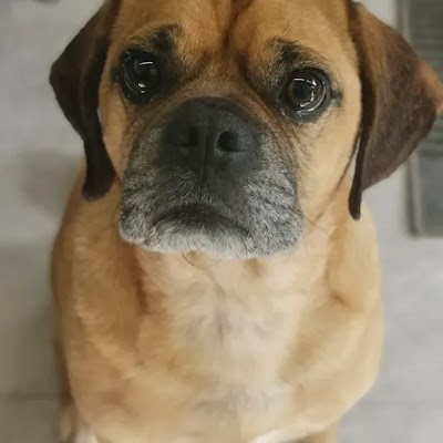 Photo associated with Dirtydogpetgrooming