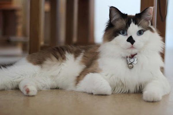 Photo associated with Purrs and Furr Cat Grooming