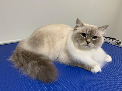 Photo associated with Purrs and Furr Cat Grooming