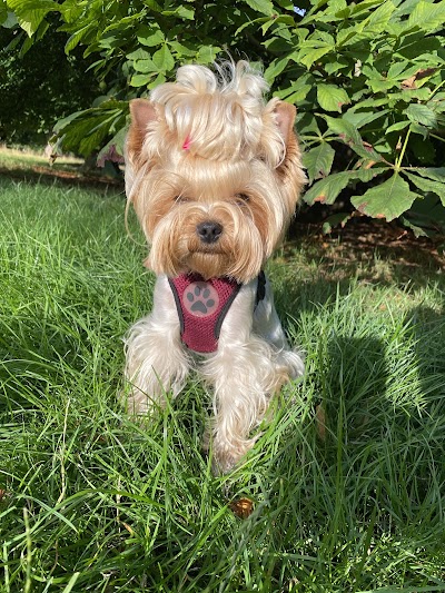 Photo associated with Groomer London