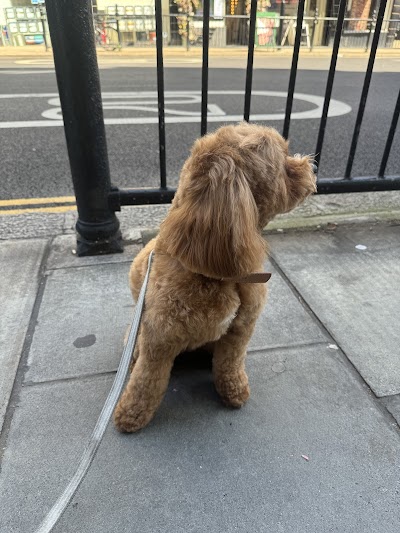 Photo associated with Groomer London
