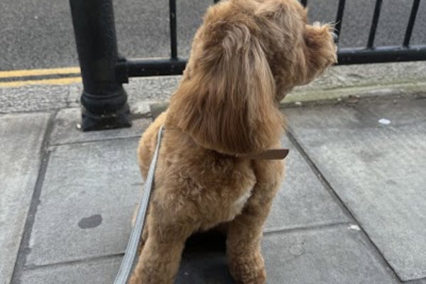 Photo associated with Groomer London