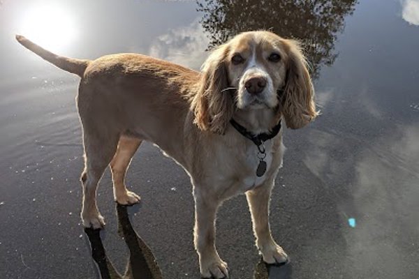 Photo associated with Beau’s Dog Grooming Salon