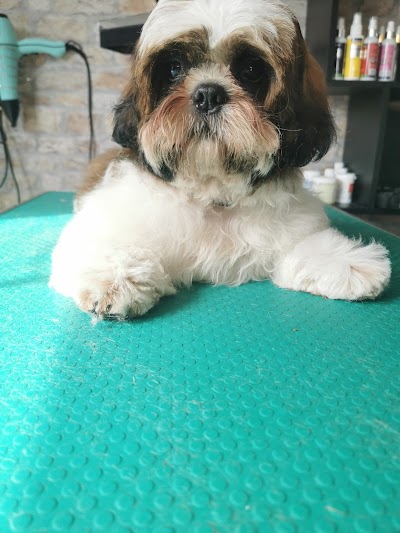 Photo associated with Oh My Dog Grooming Salon