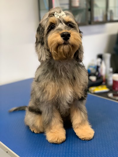 Photo associated with Diamond Dogs Grooming Service