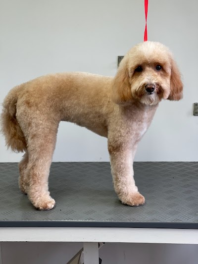 Photo associated with Diamond Dogs Grooming Service