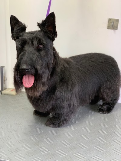 Photo associated with Diamond Dogs Grooming Service