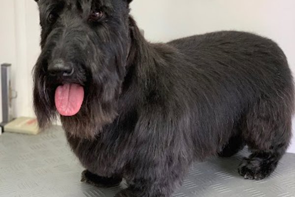 Photo associated with Diamond Dogs Grooming Service