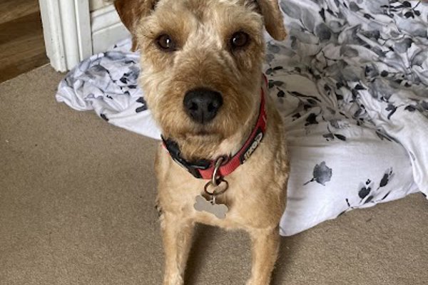 Photo associated with My Dog Barber (Blaydon)