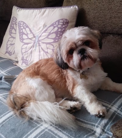 Photo associated with My Dog Barber (Blaydon)