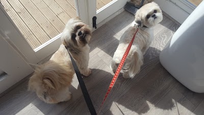 Photo associated with Forever Paws Dog Grooming