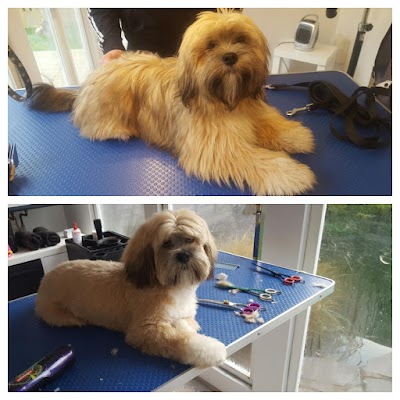 Photo associated with Forever Paws Dog Grooming