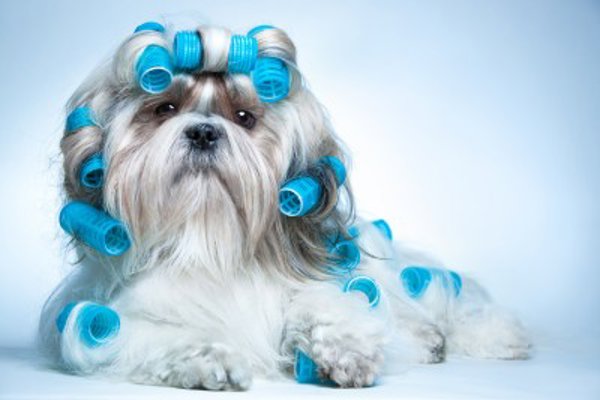 Photo associated with Forever Paws Dog Grooming
