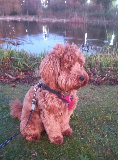 Photo associated with Mucky Pups Dog Grooming