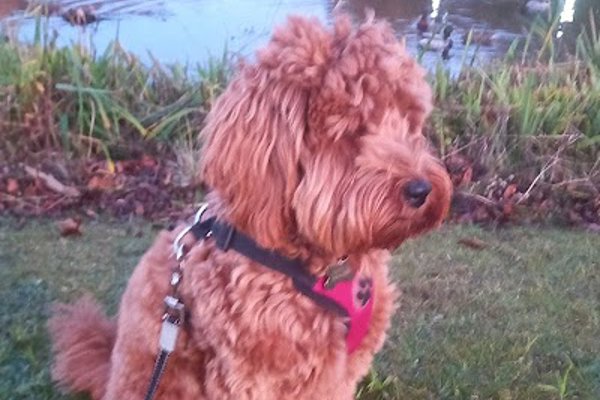 Photo associated with Mucky Pups Dog Grooming