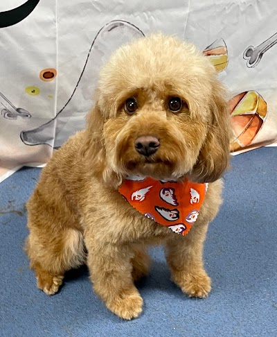 Photo associated with Valley House Dog Groomers