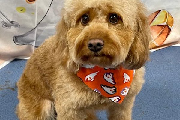 Photo associated with Valley House Dog Groomers
