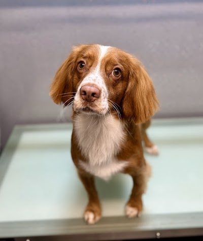 Photo associated with High Grange Dog Grooming