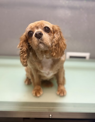 Photo associated with High Grange Dog Grooming