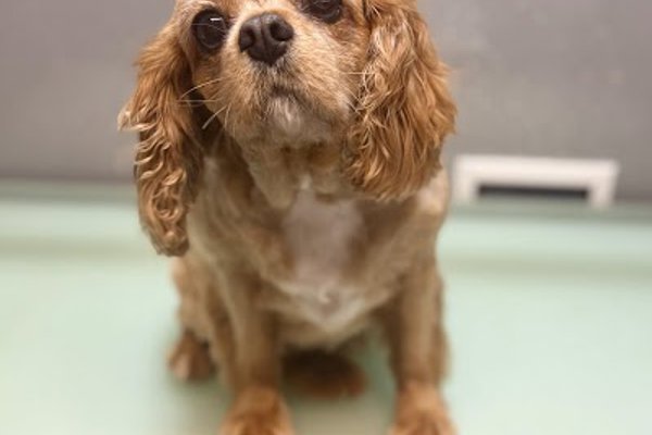 Photo associated with High Grange Dog Grooming