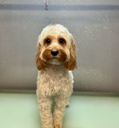 Photo associated with High Grange Dog Grooming